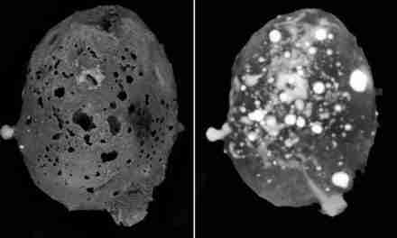 Un rarissimo meteorite è caduto in Sud Italia, a studiarla un team dell’Università di Bari